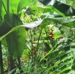 Martinik: Trace des Jesuites